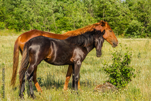 Mare with her colt on pastures, country summer landscape