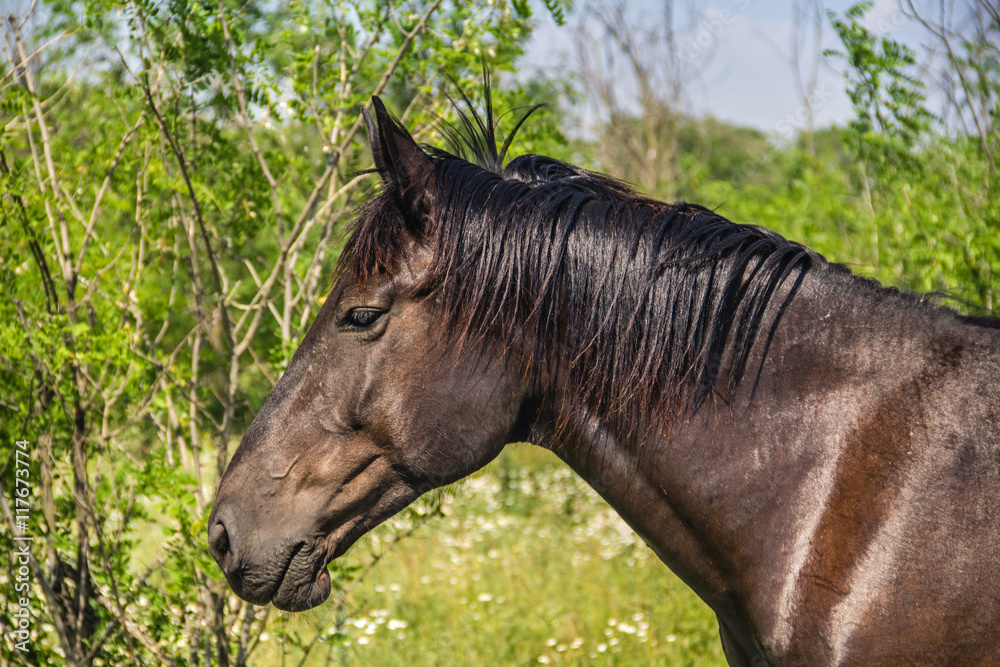 Fototapeta premium Koń na makro pastwisk, kraj lato krajobraz