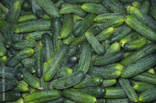 green, cucumbers, on shelf