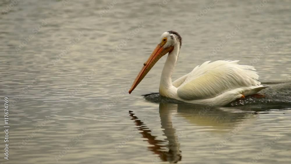 This Pelican makes rounds in the mouth of the river looking for food This Pelican makes rounds in the mouth of the river looking for food