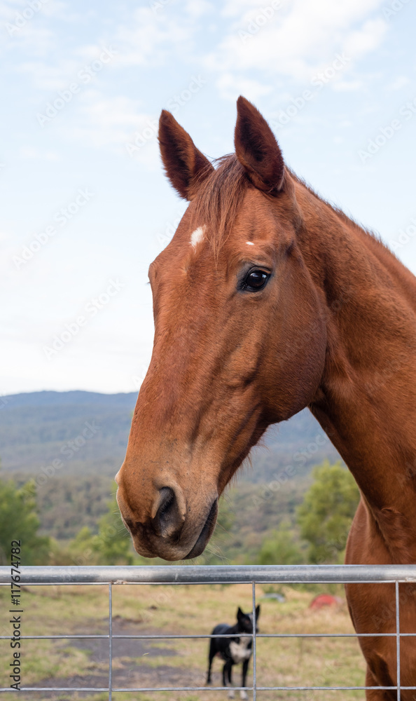 Fototapeta premium Portrait of chestnut horse in front of gate with black dog and landscape in background
