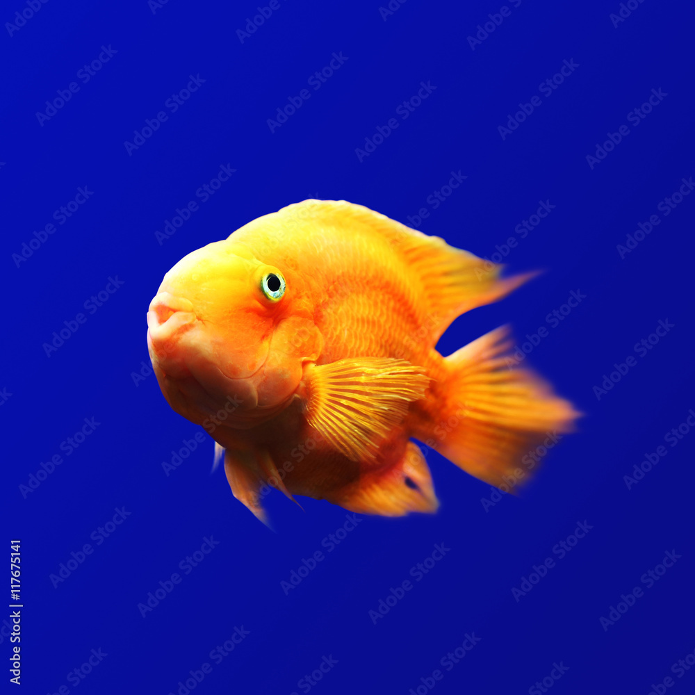 orange fish underwater in blue background orange fish underwater in blue background