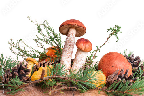 orange-cup boletus mushroom isolated on the white background