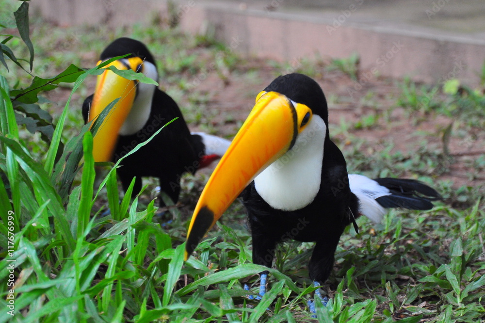 Naklejka premium Toucans Amazonie 5