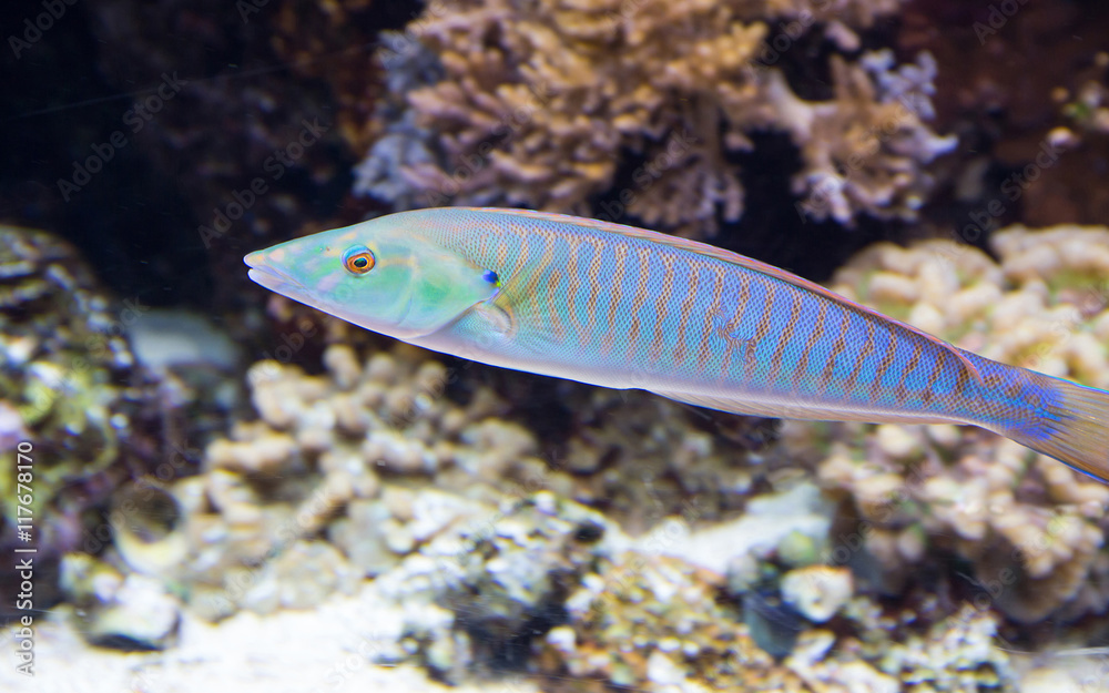 Tropical Fish Tropical Fish