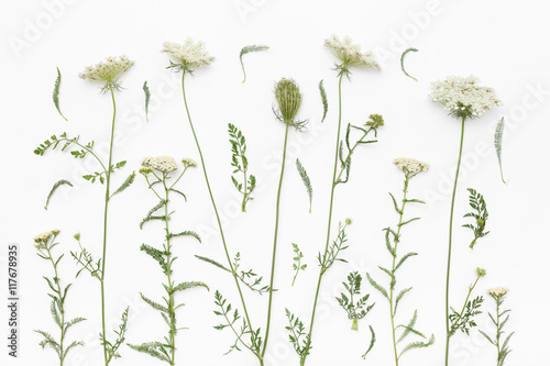 Wild flowers on white background. Top view  flat lay