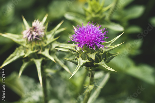 Macro view of a thistle flower