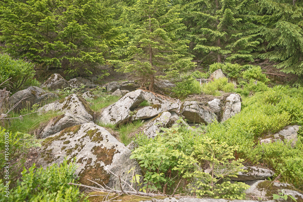 Stones with moss and lichen in forest