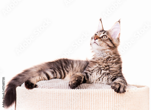 Fototapeta Naklejka Na Ścianę i Meble -  Portrait of domestic black tabby mackerel Maine Coon kitten - 3,5 months old. Cat isolated on white background.