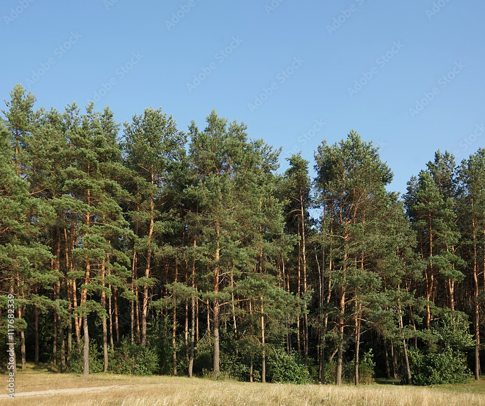 Wall of pine forest, lit by evening sun Wall of pine forest, lit by evening sun