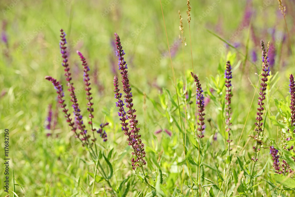 Meadow sage flowers on summer day