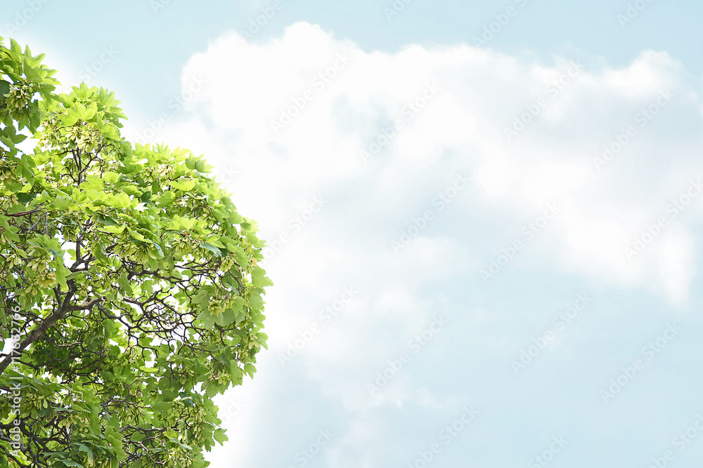 Tree branches with green leaves on sky background