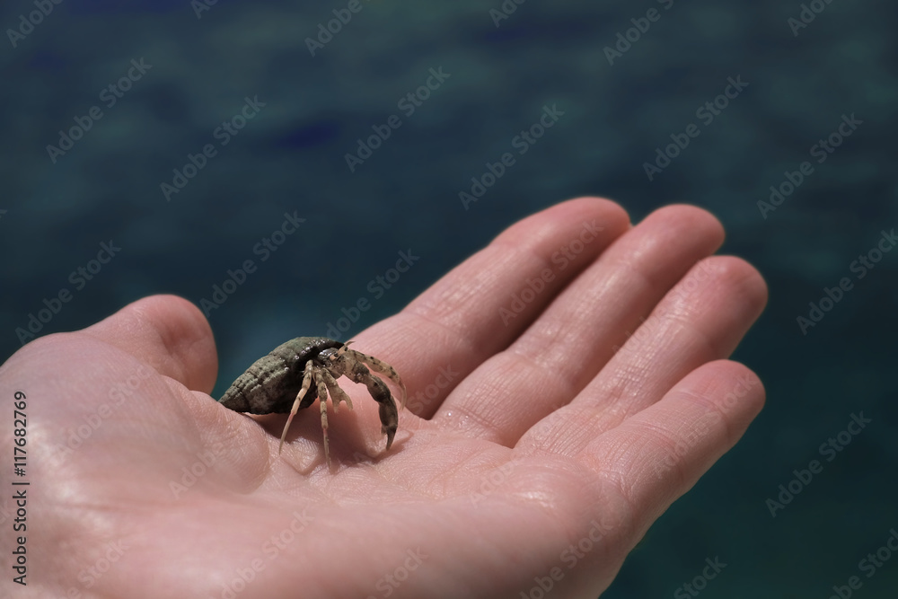 Hand holding hermit crab on blurred water background