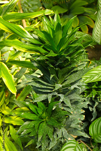 Green bush in botanical garden