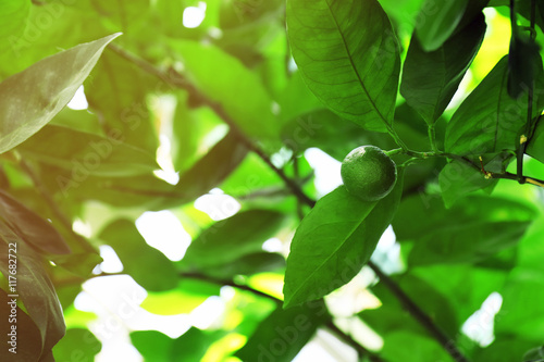 Unripe lime fruit on blurred nature background