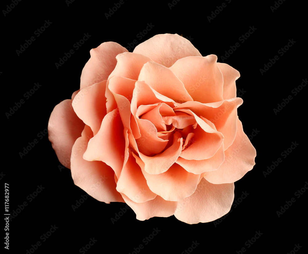 Fototapeta premium Beautiful pink rose on black background