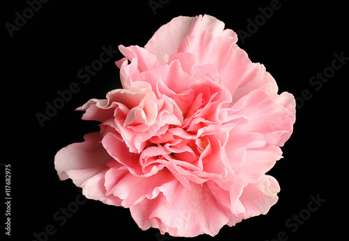 Beautiful pink carnation flower on black background