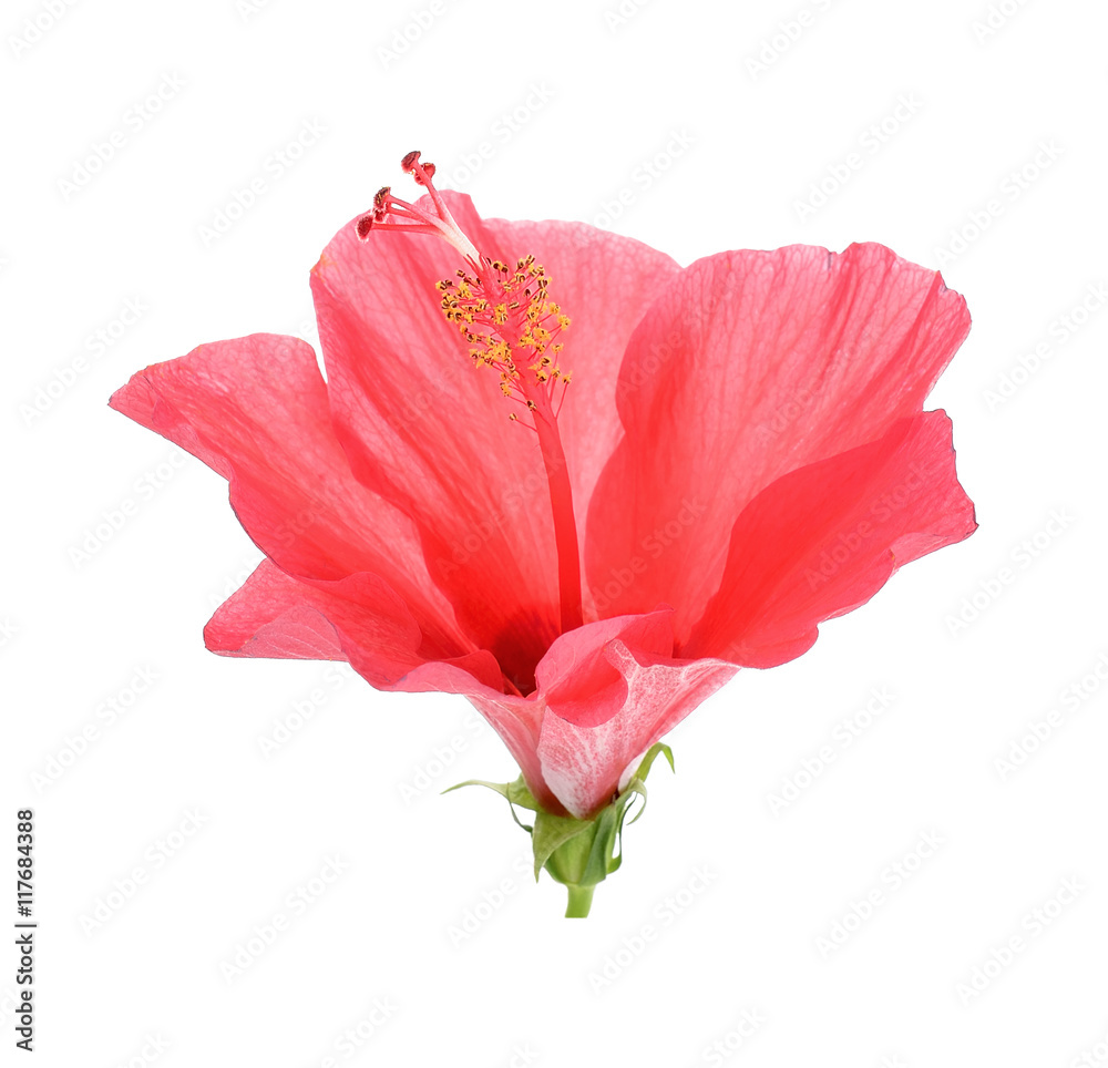 Fototapeta premium Red Hibiscus flower on the white background