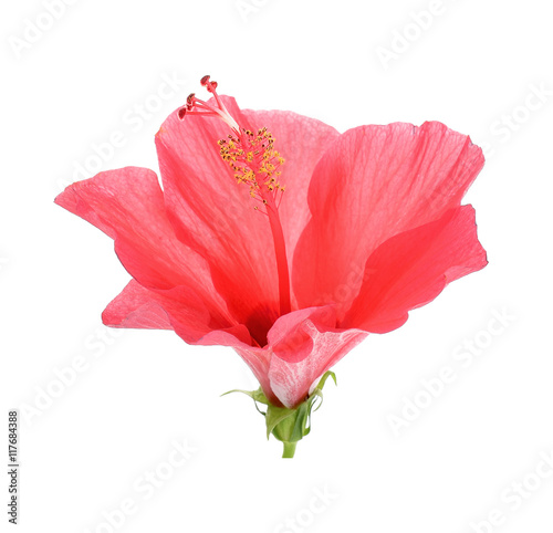 Red Hibiscus flower on the white background