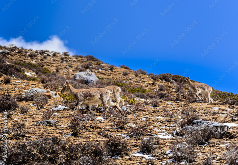 Deer on the snowy mountains with the blue sky. Deer on the snowy mountains with the blue sky.