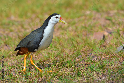 White-breasted Waterhen bird © thawats