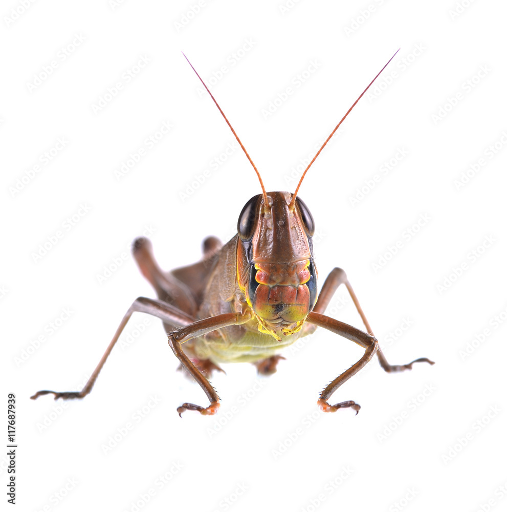 Grasshopper in various forms white background Grasshopper in various forms white background