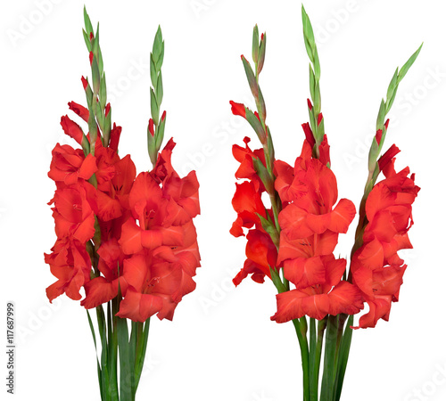 Bouquet with red gladiolus isolated on white background