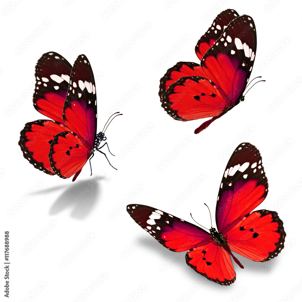 Obraz premium trzy monarchiczne motyle