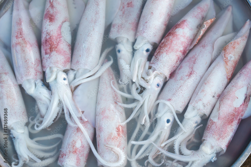 fresh squid in country market of thailand fresh squid in country market of thailand