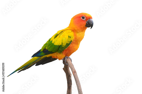 Sun Conure Parrot bird