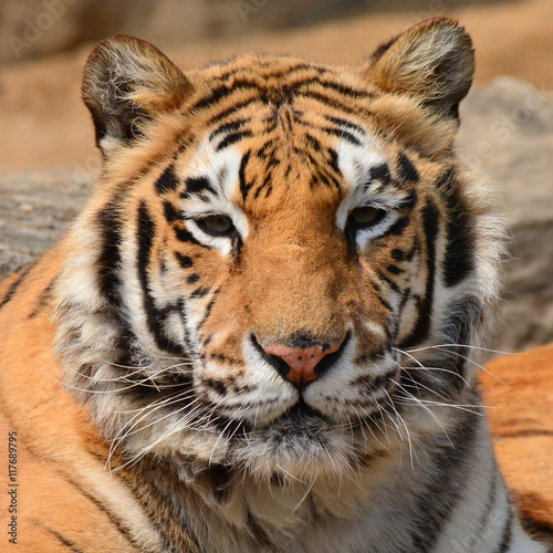 Fototapeta Naklejka Na Ścianę i Meble -  Beautiful Tiger Closeup