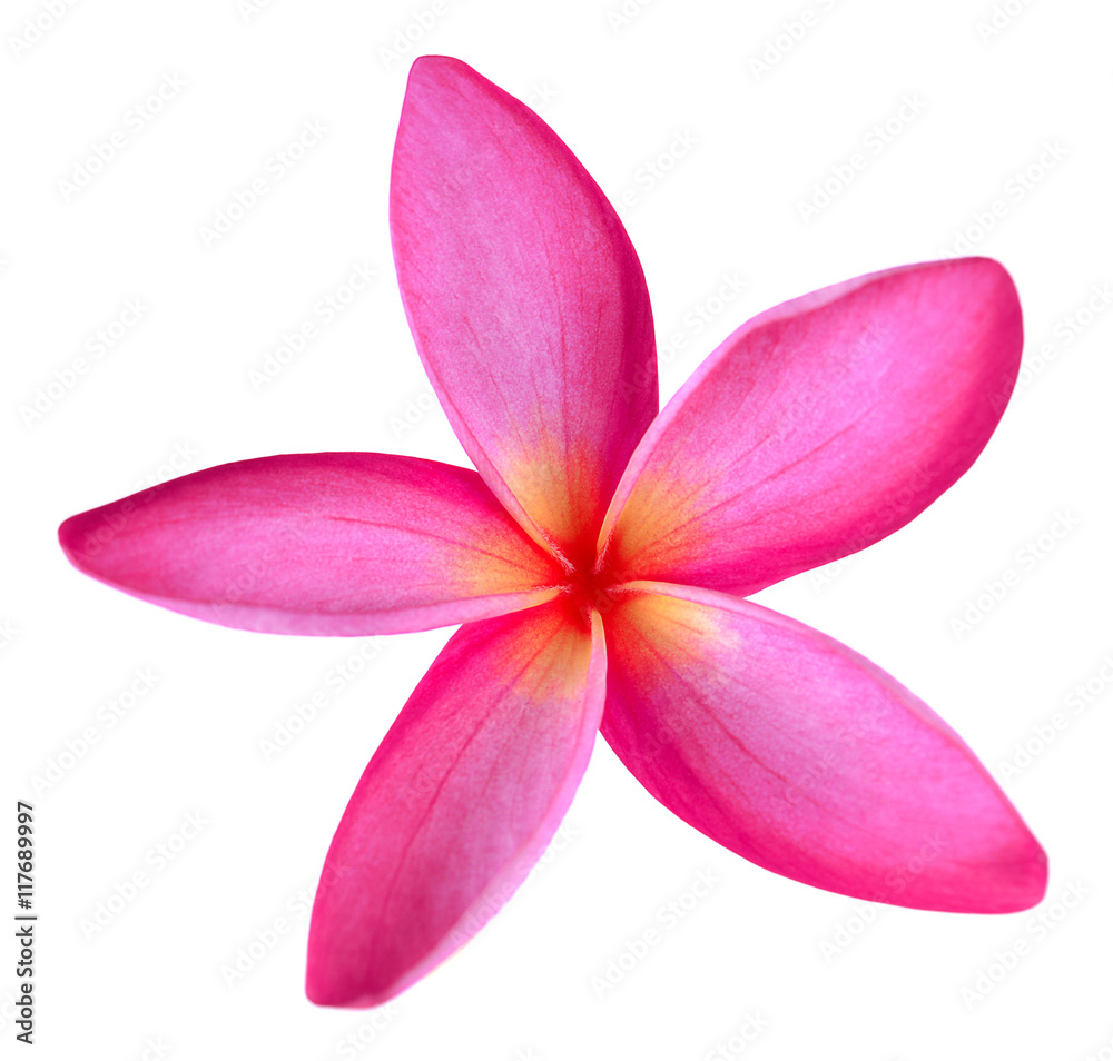 Obraz premium frangipani flower isolated on white background