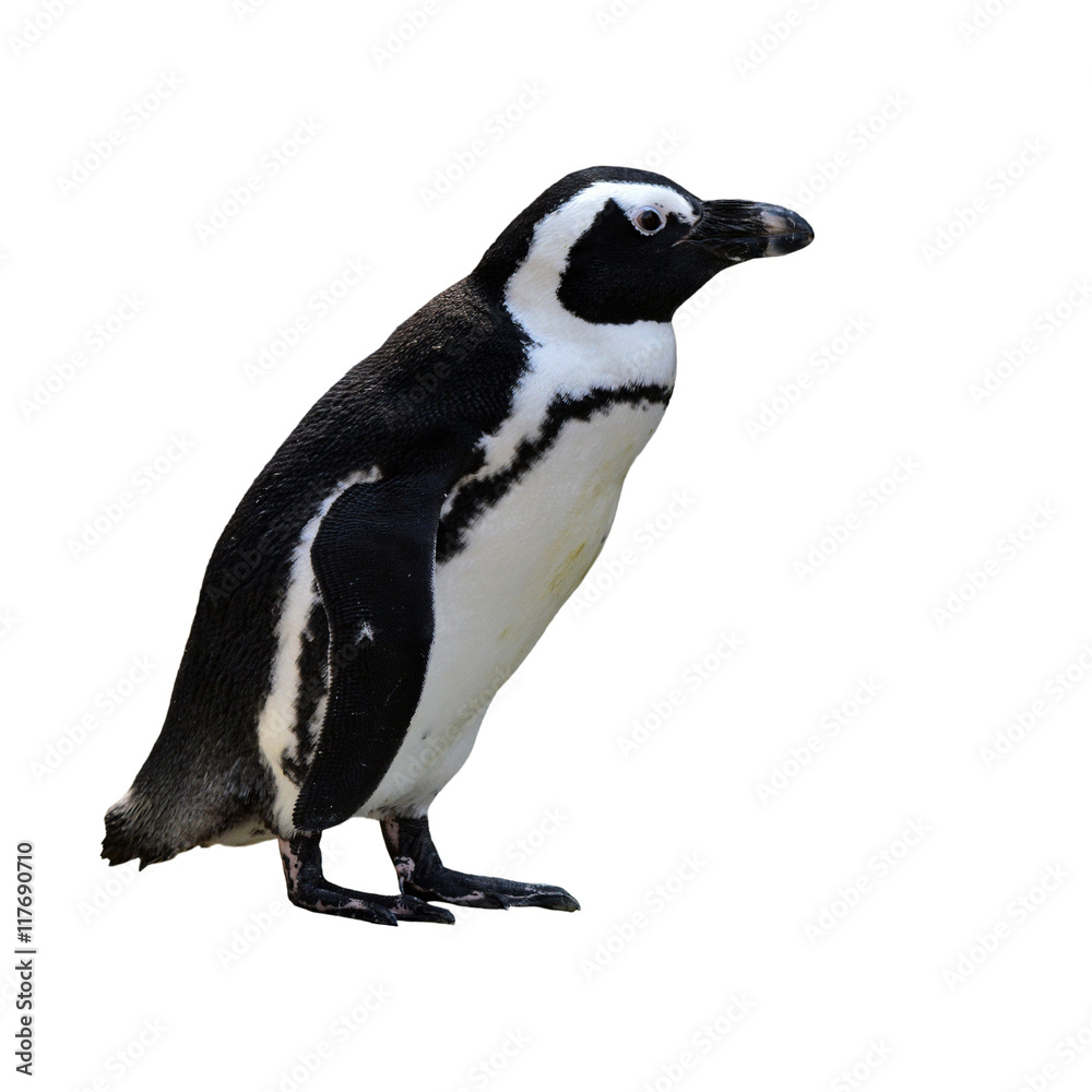 Fototapeta premium Beautiful African Penguin