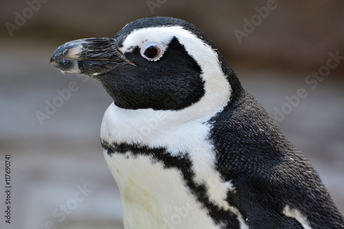 Beautiful African Penguin