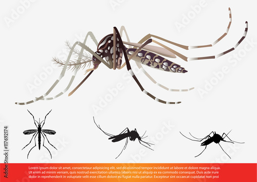 set of Mosquito vector illustration