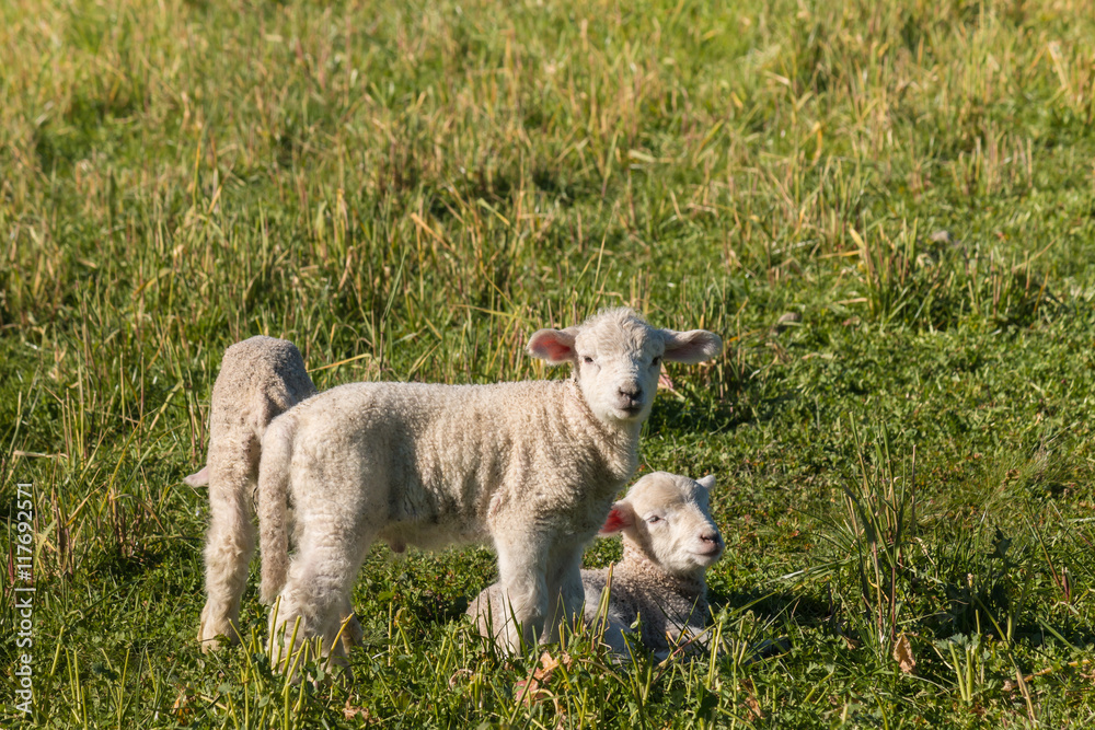closeup of little lambs on meadow