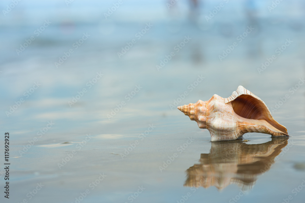 shell on the beach shell on the beach