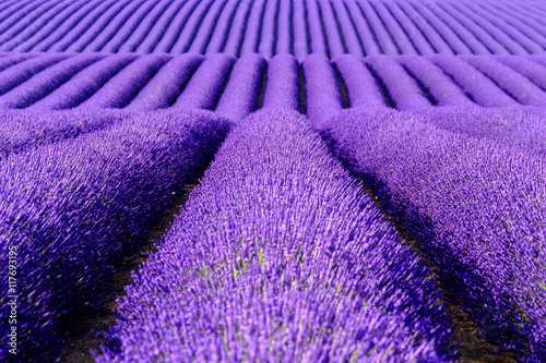 Lavender flower blooming scented fields in endless rows. Valensole plateau, provence, france, europe.