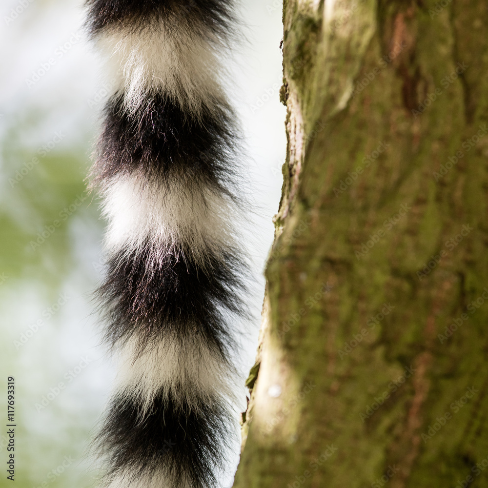 Fototapeta premium Close up of a ring-tailed lemur tail texture