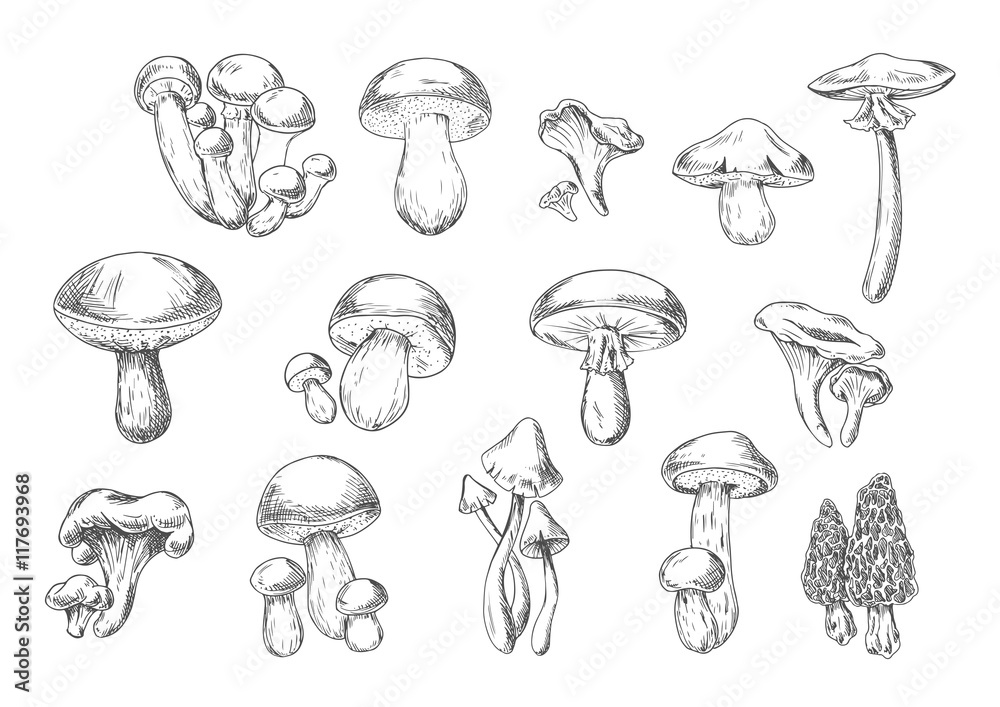 Edible and poisonous wild mushrooms, sketch style