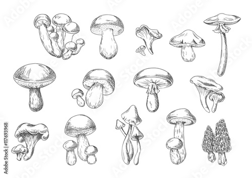 Edible and poisonous wild mushrooms, sketch style