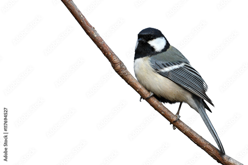 Obraz premium Great Tit bird