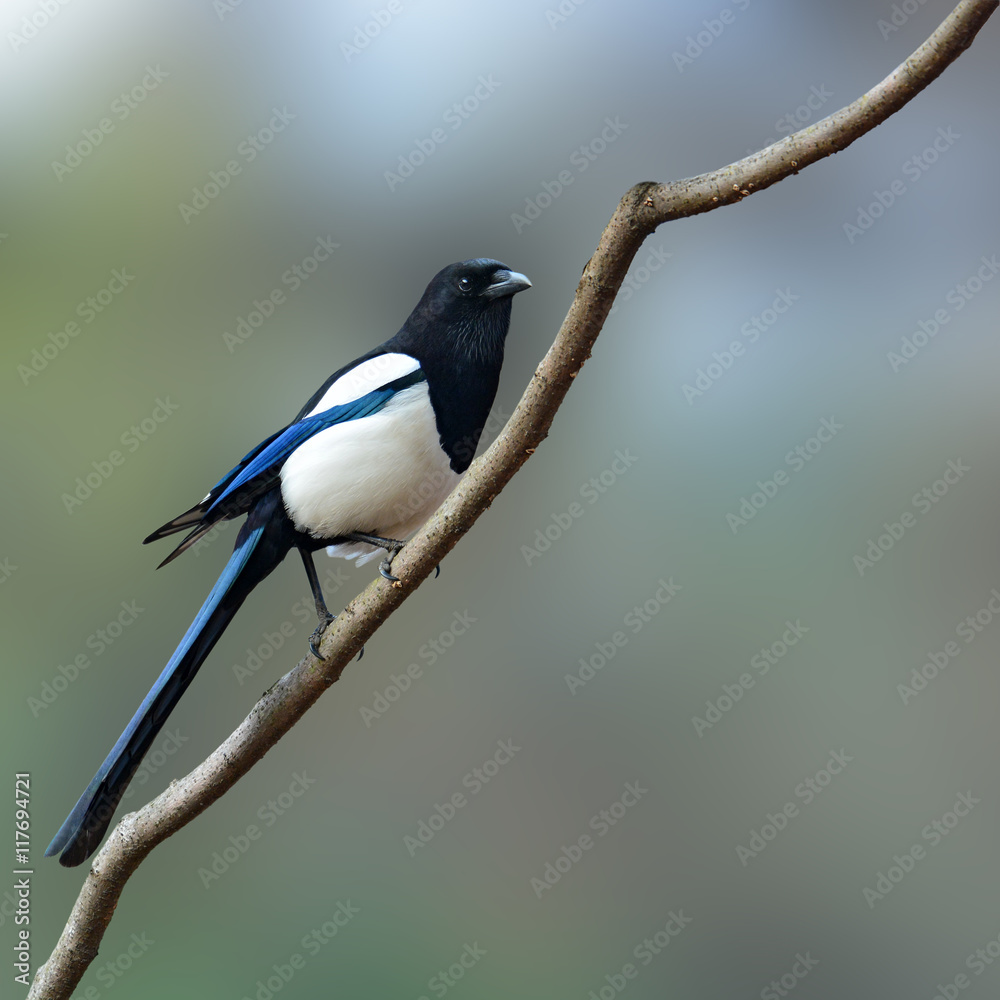 Eurasian magpie bird