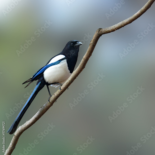 Eurasian magpie bird