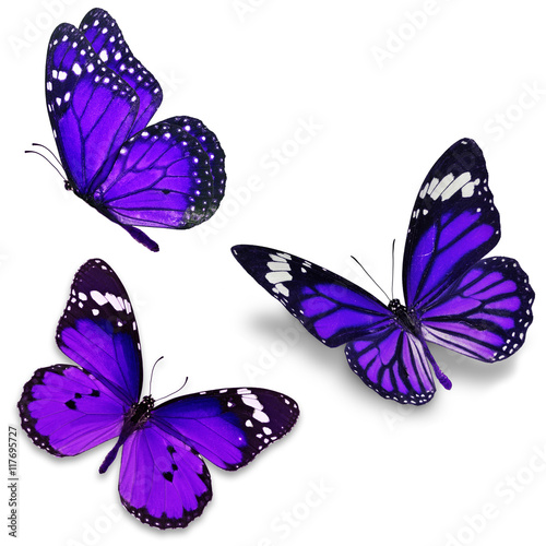 Three purple butterfly