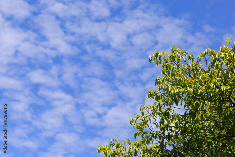 Leaves isolated on the blue sky background Leaves isolated on the blue sky background