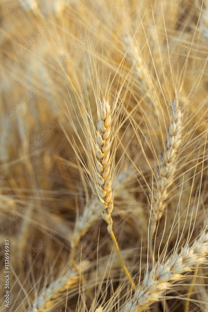 Ripe golden wheat ears in the field before harvest. Ripe golden wheat ears in the field before harvest.