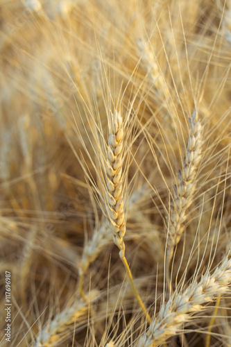 Ripe golden wheat ears in the field before harvest.