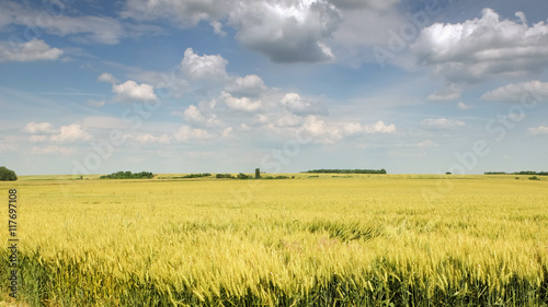 Wheat field with nice blue sky