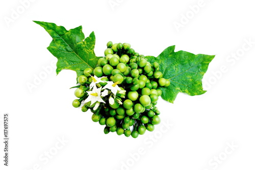 pea eggplants isolated on white background photo